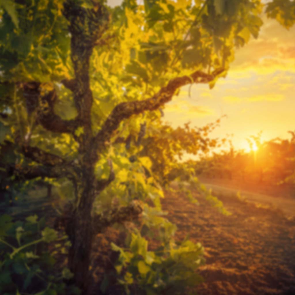 Gnarly Head Cabernet Sauvignon