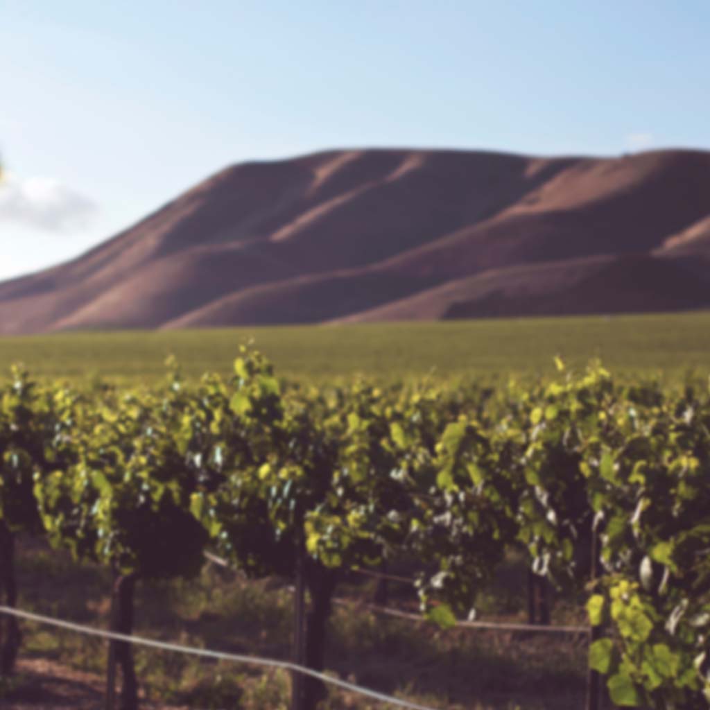 Robert Mondavi Private Selection Sauvignon Blanc