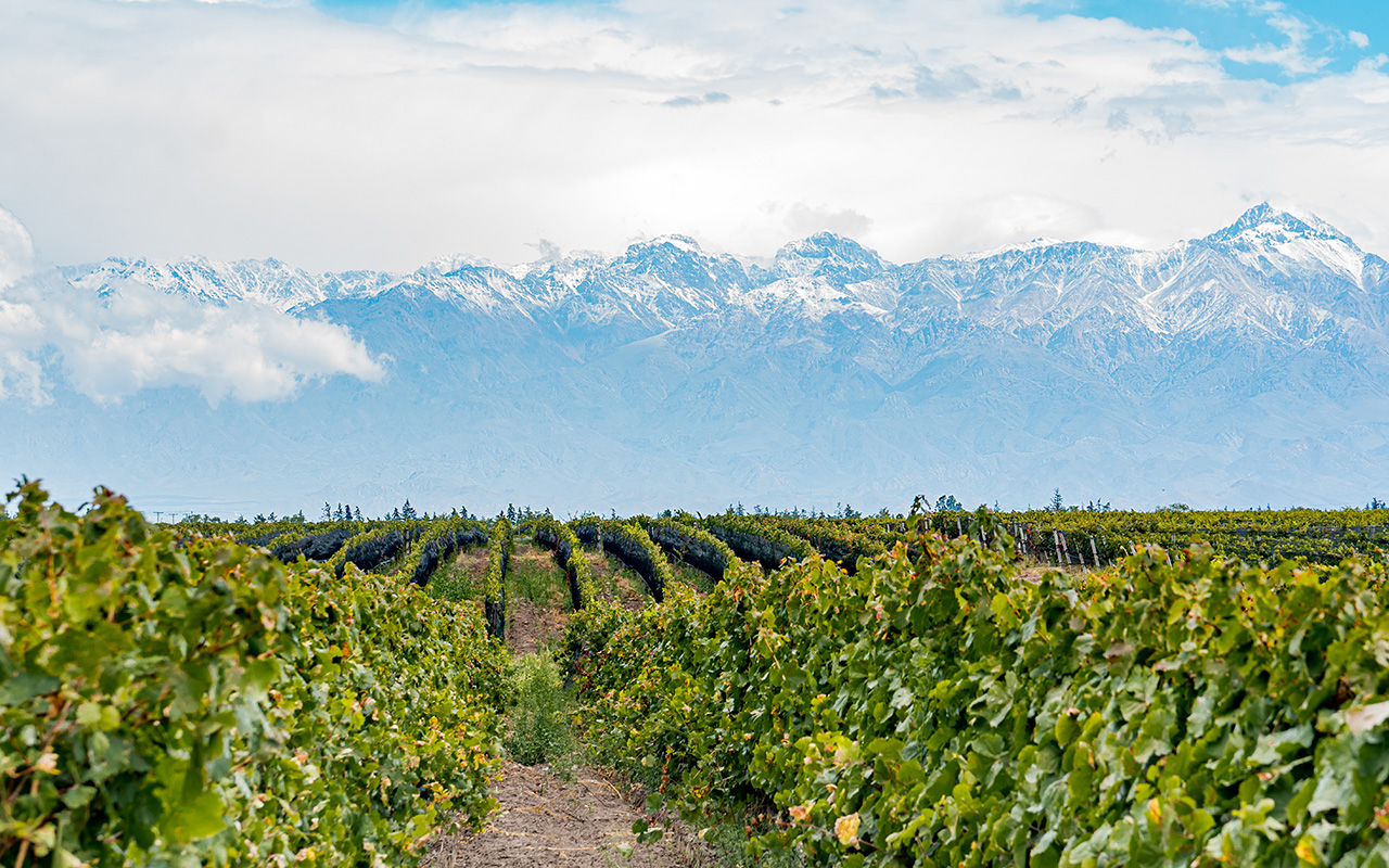 Bild av en vingård med bergstoppar i bakgrunden.