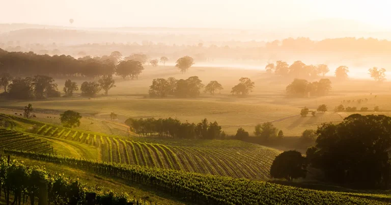 vingård i Australien