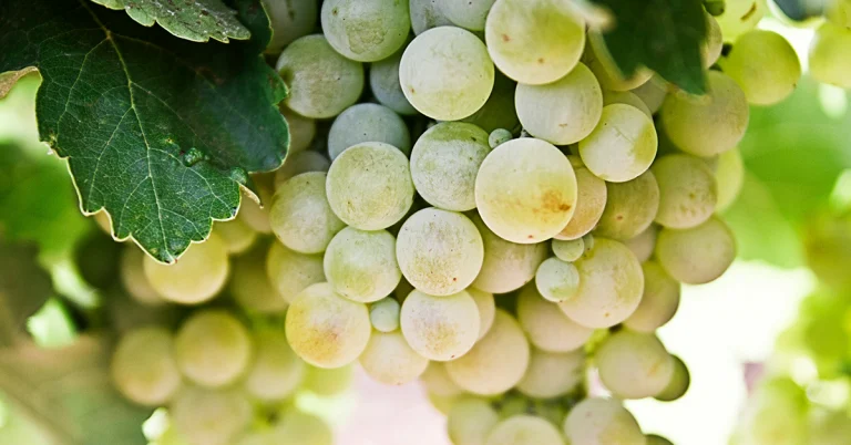 Gröna druvor.