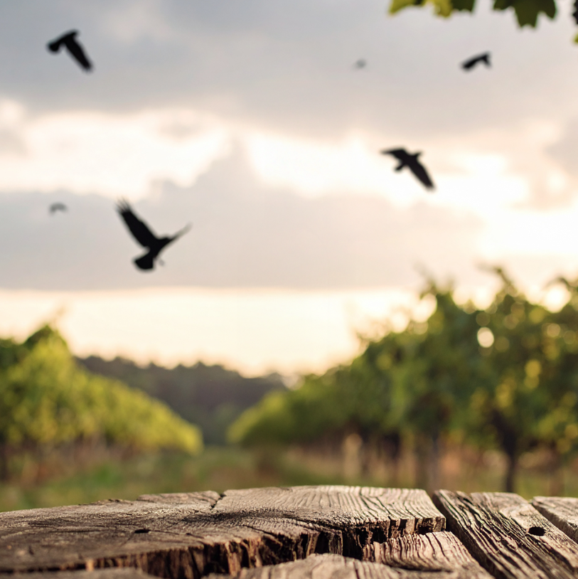 Heinrich Pinot Noir, 2024