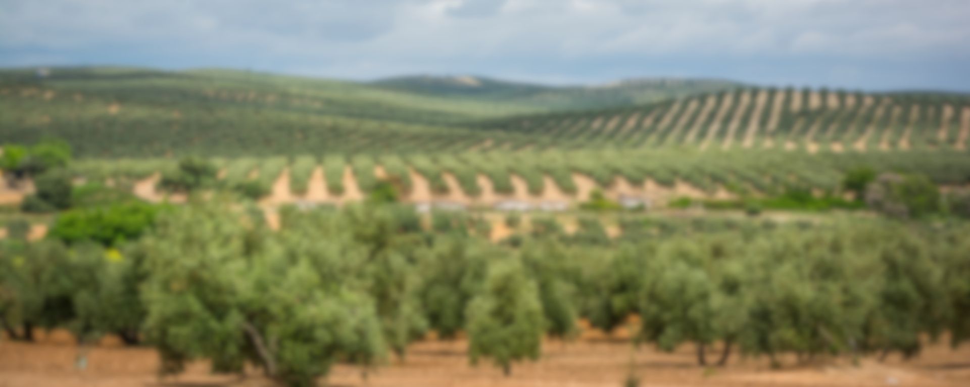 Bio Logico Organic Tempranillo