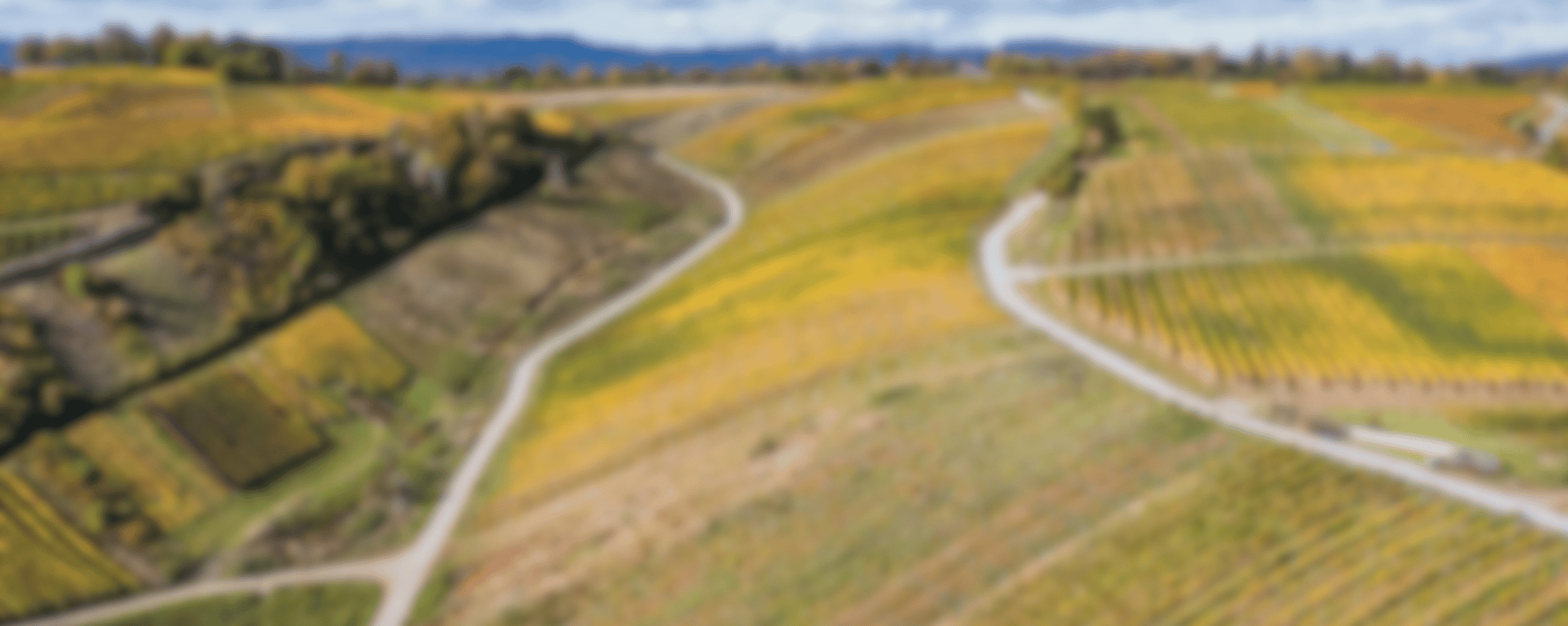 Feldhaus Riesling Kabinett, 2025